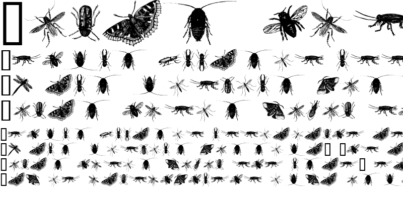 Sample of insects one