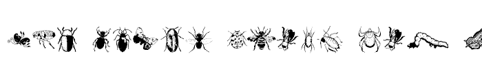 Preview of Insects Regular